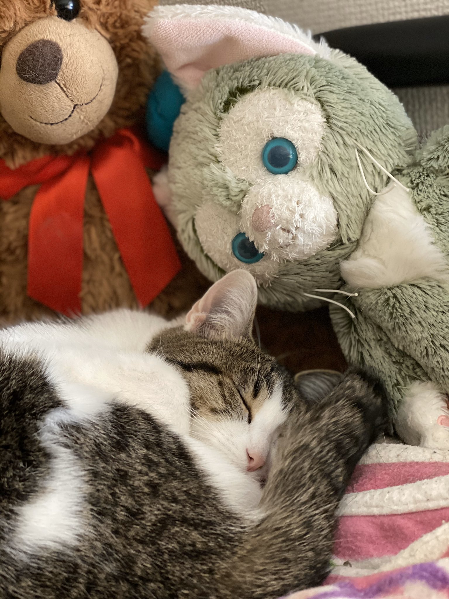 あつの En Twitter 寝方に個性が出てる ぬいぐるみに囲まれまんまるで寝る猫と 枕に敷いてるタオルをくちゃくちゃにして伸びきって寝る猫 T Co I2v7r0yoxv Twitter