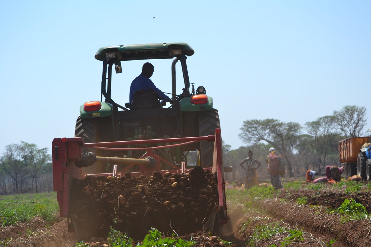 Buya_Bamba's tweet photo. #ThankfulThursday - A BIG Shout out to our Local ZAMBIAN Farmers & farmworkers who continue to work diligently for us during this time.
#buyabamba #zambia #agriculture #potatoes #farmers #BuyLocal #SupportYourLocalEconomy #covid19zam #Covid19 #Covid19Africa #gratitude https://t.co/u6QTkuCGDt