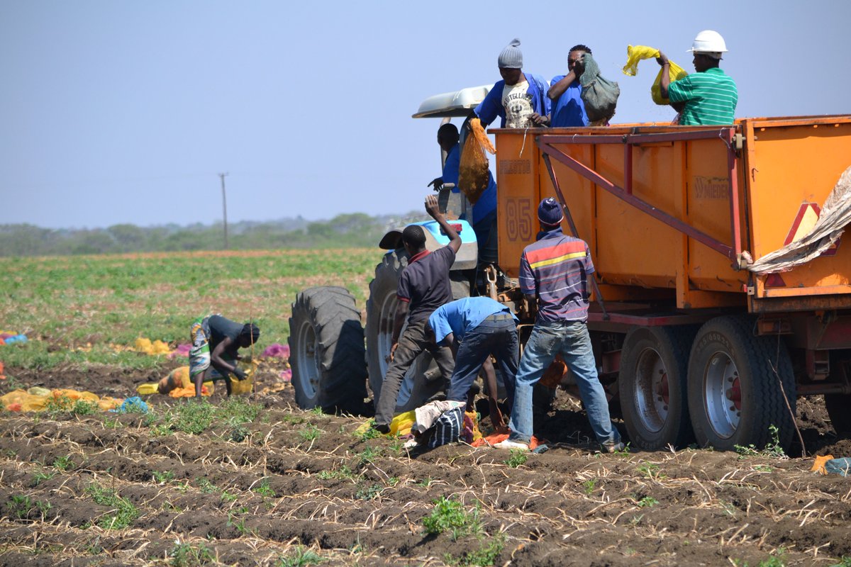 Buya_Bamba's tweet photo. #ThankfulThursday - A BIG Shout out to our Local ZAMBIAN Farmers & farmworkers who continue to work diligently for us during this time.
#buyabamba #zambia #agriculture #potatoes #farmers #BuyLocal #SupportYourLocalEconomy #covid19zam #Covid19 #Covid19Africa #gratitude https://t.co/u6QTkuCGDt