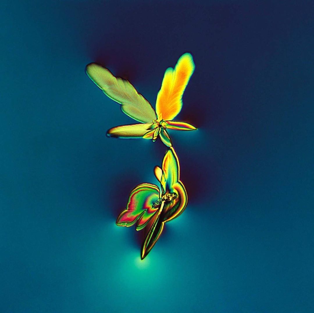 ScienceAlert's tweet photo. Drops of white wine look as pretty as they taste under 31x magnification of a stereomicroscope. 😍 🥂🍾  😋  This photo received Image of Distinction in Nikon's 2006 Photomicrography Competition.
​
​📸 : Sondra Barrett/Mystic Molecules/@nikoninstruments https://t.co/xPxYhCsCek