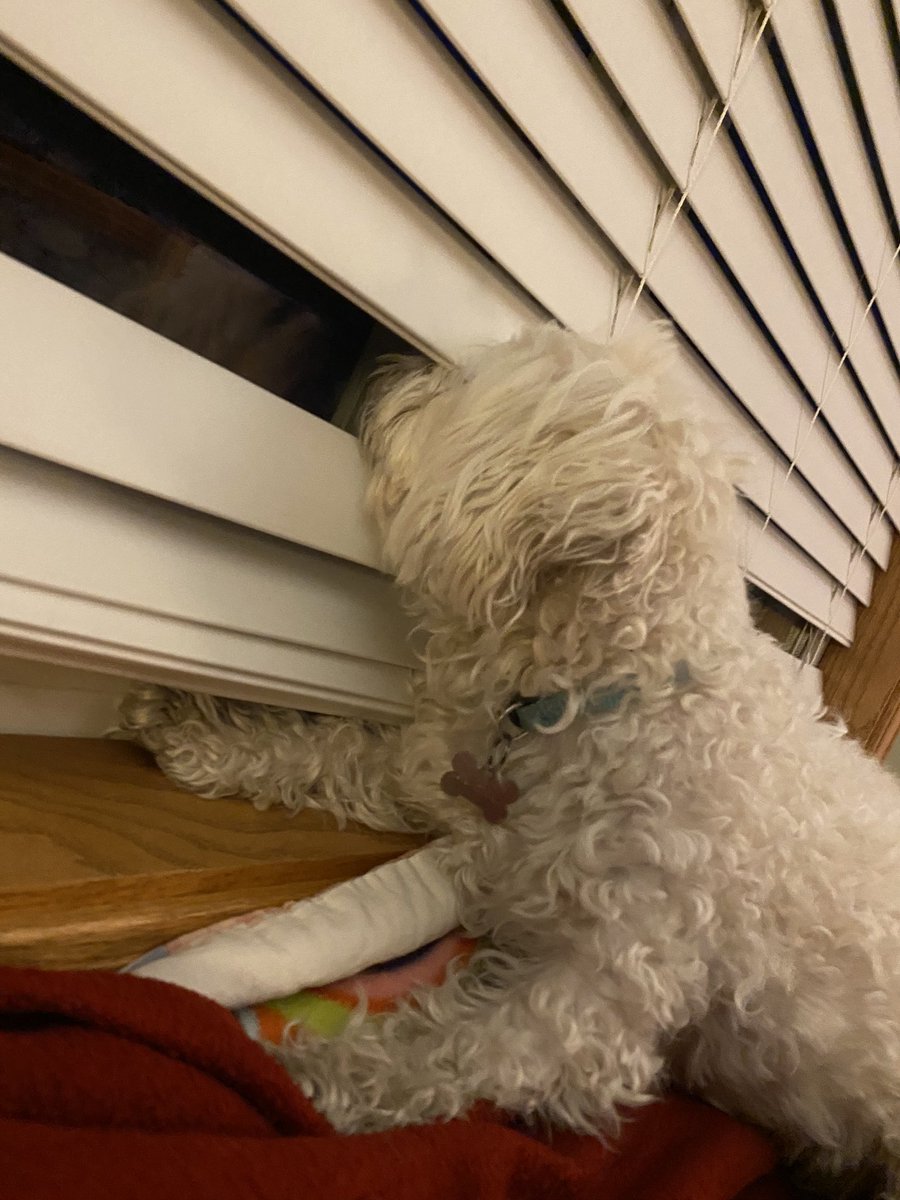 MacChilds's tweet photo. Watching the outside world like: https://t.co/DXGY44lzT4