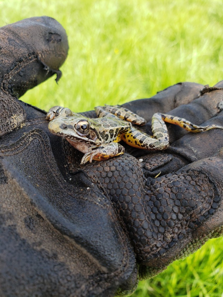 chase_hively's tweet photo. Saved this Pickerel frog from getting buried in concrete on a jobsite today. Released him in a nearby pond where he will be much more at home. #showyournature #myearthday2020 @CEMEX_USA #digitalearthday https://t.co/HHoXgJ9HXW