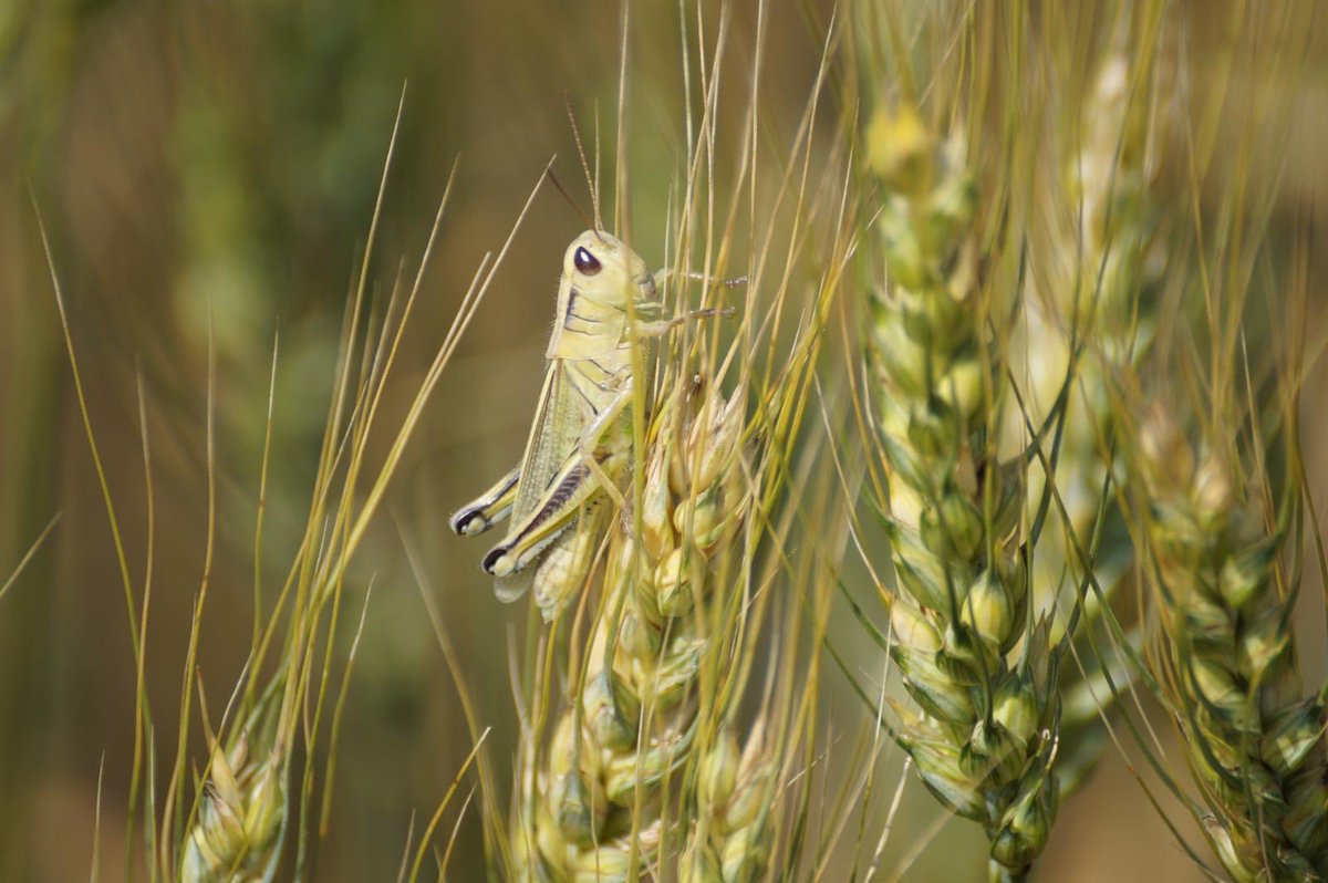 GrainFox tweet media