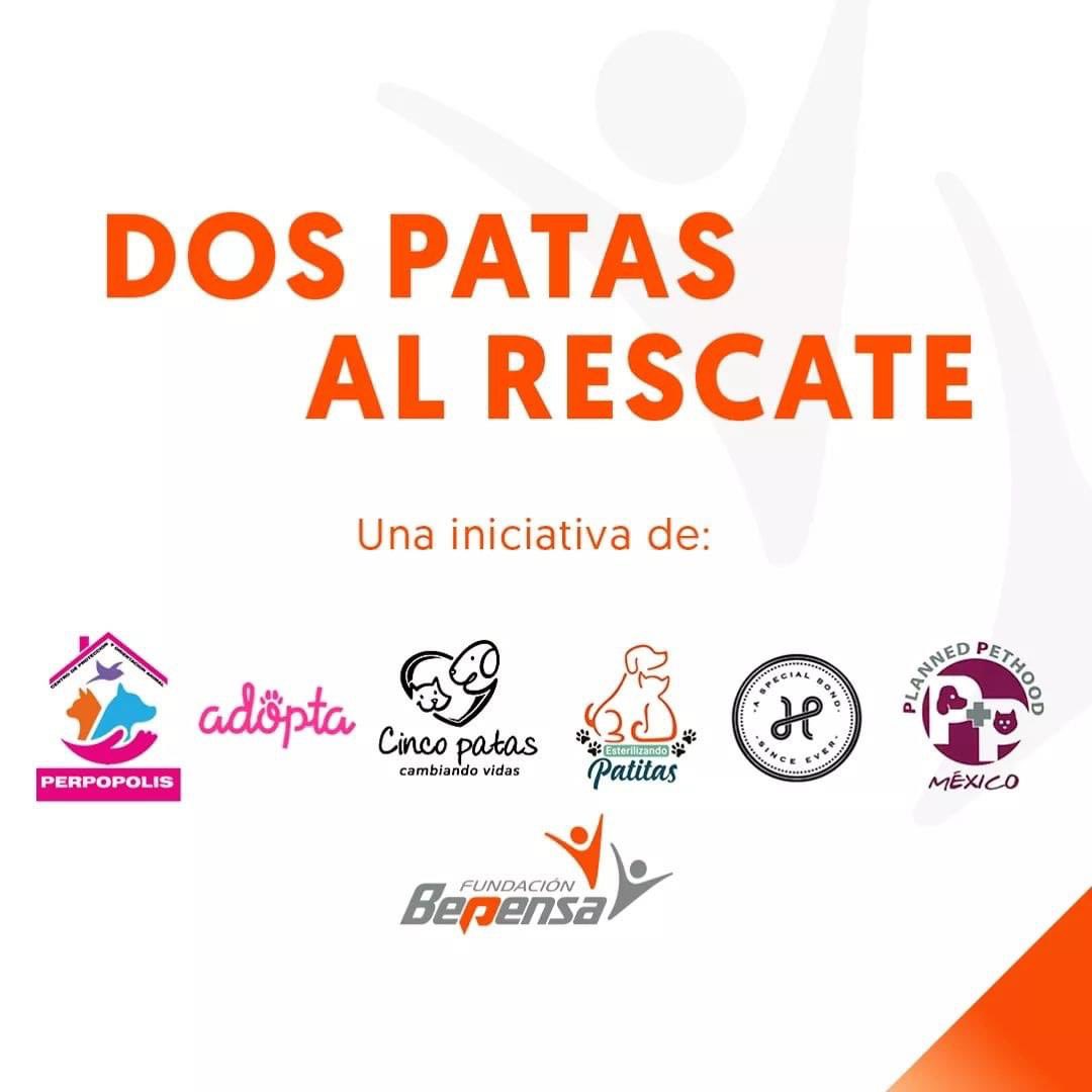 Estamos muy felices de anunciarles que participaremos en un nuevo proyecto de ayuda a peludos en situación de calle en coordinación con: Fundación Bepensa, Esterilizando Patitas, Centro de Orientación Perpopolis IAP, Adopta, Humanimals y Planned Pethood México. ¡Estén pendientes!