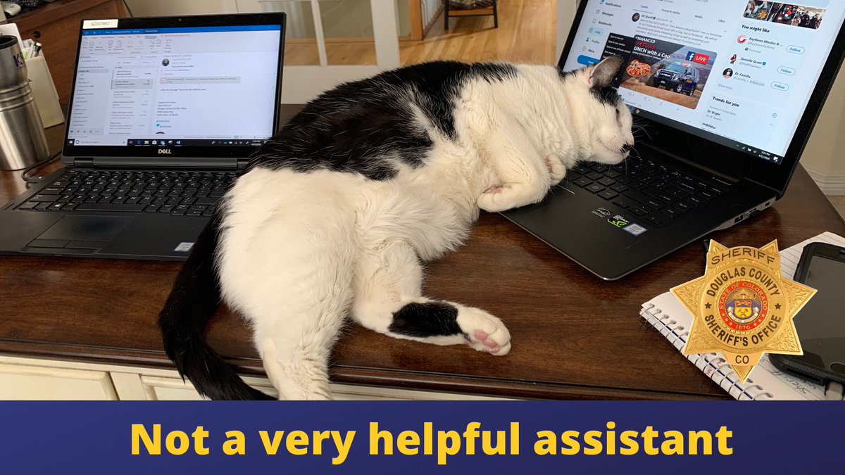 dcsheriff's tweet photo. Some of us working at home have realized that good help is sometimes sooo hard to find. Lunch breaks last way too long. #CatsRule #ItsTheirWorld https://t.co/WmnHz24Dud
