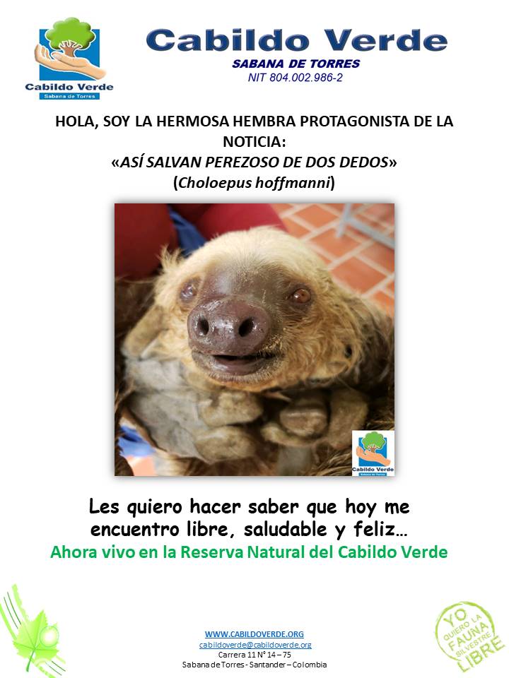 CabildoVerde's tweet photo. #SOSfaunaSilvestre Liberada Perezosa herida por descarga eléctrica #LaVidaSigue Excelente Equipo Técnico y Estudiantes en Practica en la #ReservaNaturalCabildoVerde  #YoQuieroVerlosLibres https://t.co/Mzfb1P596n