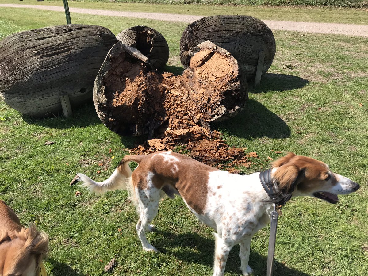 andy_coles's tweet photo. #selfisolation #dogwalk Day 35. Visiting Nicholas Popeβs βOdd Oaksβ sculpture by the rowing lake, we see it is rapidly returning to dust, which is as the artist intended. #Wetrot #dusttodust https://t.co/eySljMU3Op