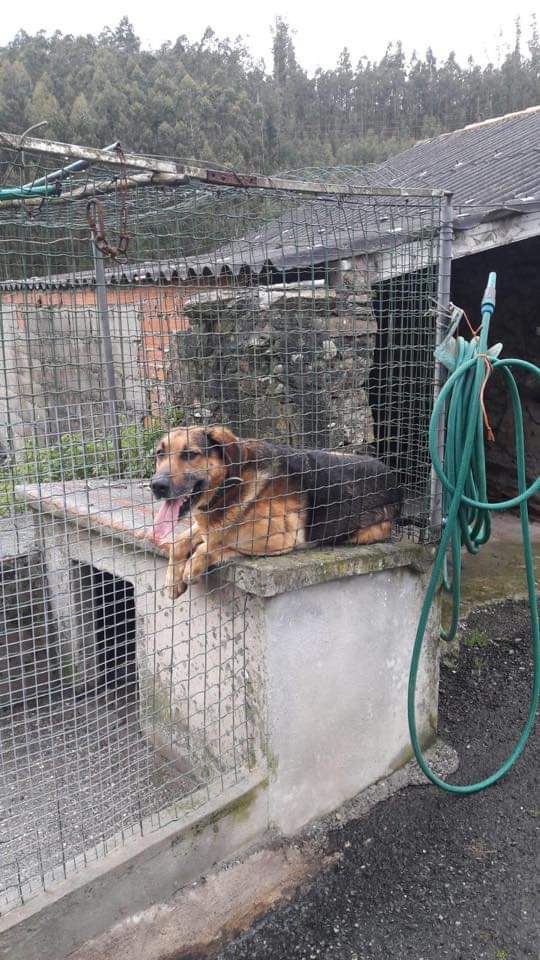 SosAbuelos1's tweet photo. Este perriño acaba de perder a su dueño y se queda solito. Nos piden ayuda para encontrarle un hogar. Tiene 7 años y está vacunado. Es muy urgente. Nos ayudas a encontrarle una familia??? Está en Ferrol. Tlf 604064398 https://t.co/Nsbv91Fzp0