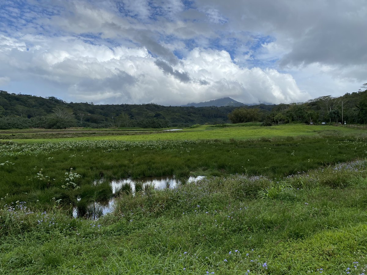earlybirdignite's tweet photo. Want to hear #aleula sounds in real time? Listen to @FlowerFloating and her masters work @uhmanoa  during #Nremseminar understanding #pilina or relationships between people and place or, in this case  the #endangered ale ula.
Prime habitat for this bird https://t.co/wT9JfUiqBz https://t.co/vYgLwnFwCG