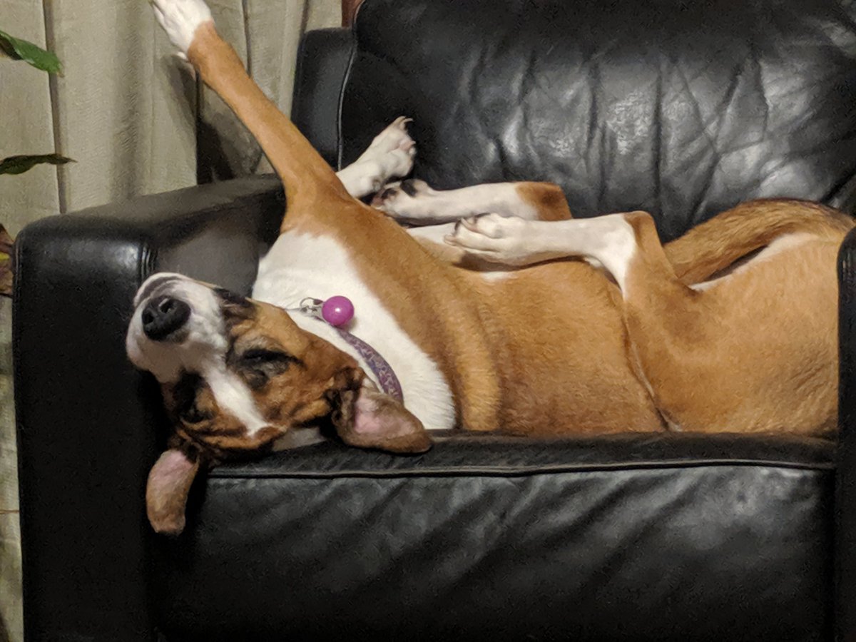 kathyOFFS's tweet photo. @kenolin1 Memphis is raising her paw in the air for @JoeBiden #DogsR4Joe https://t.co/2Y8GQYdN9v