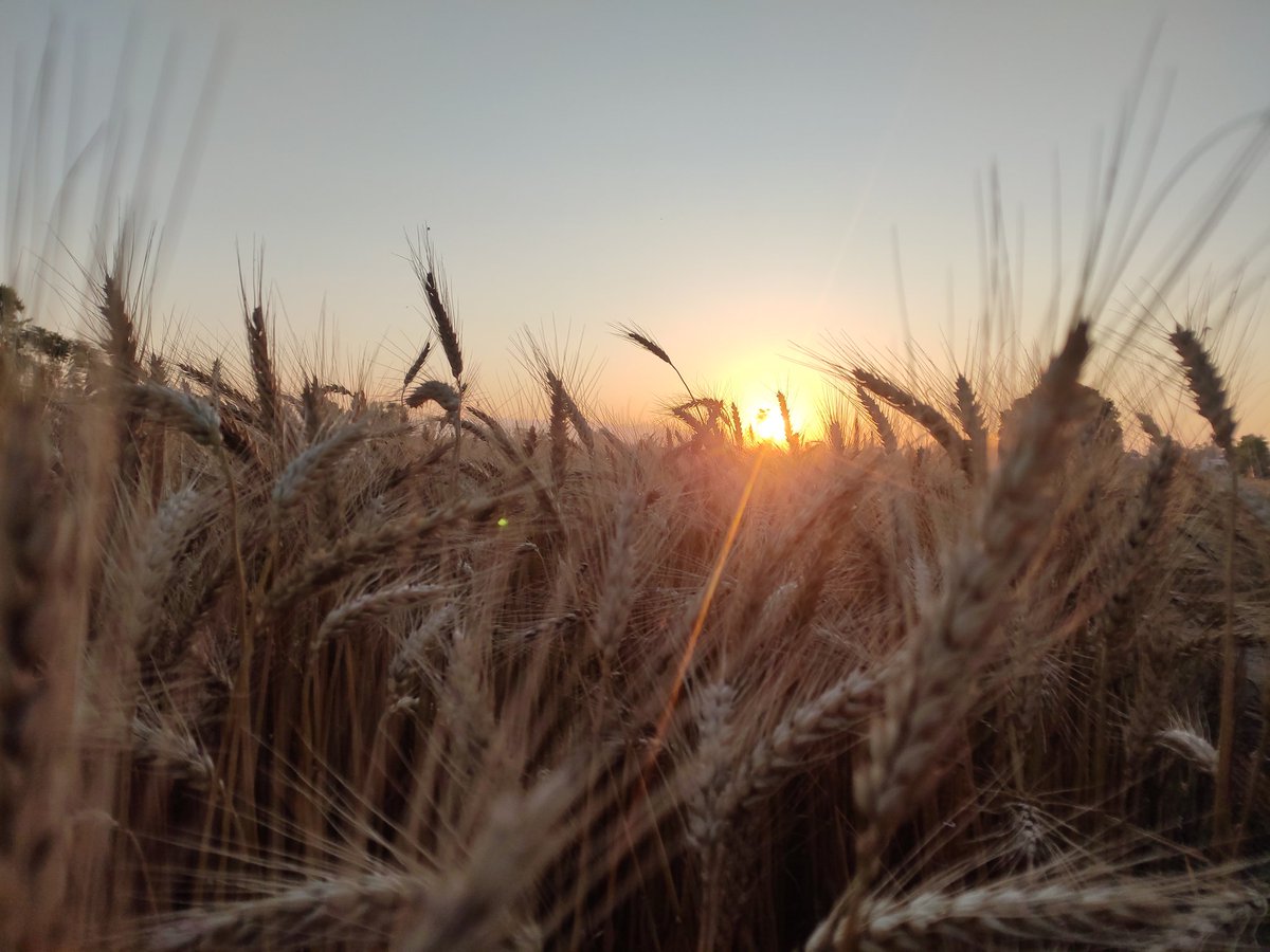 sourav_varuna's tweet photo. An awesome morning.
#crop #agriculture #barber #croptop #moda #fashion #top #barbershopconnect #farm #farming #vestidos #fade #barberlife #farmer #photography #agricultura #likeforlikes #barbershop #organic #agribusiness #insta #style #topshop #murah #ventas #russia #barbercon https://t.co/TLSXqj522V