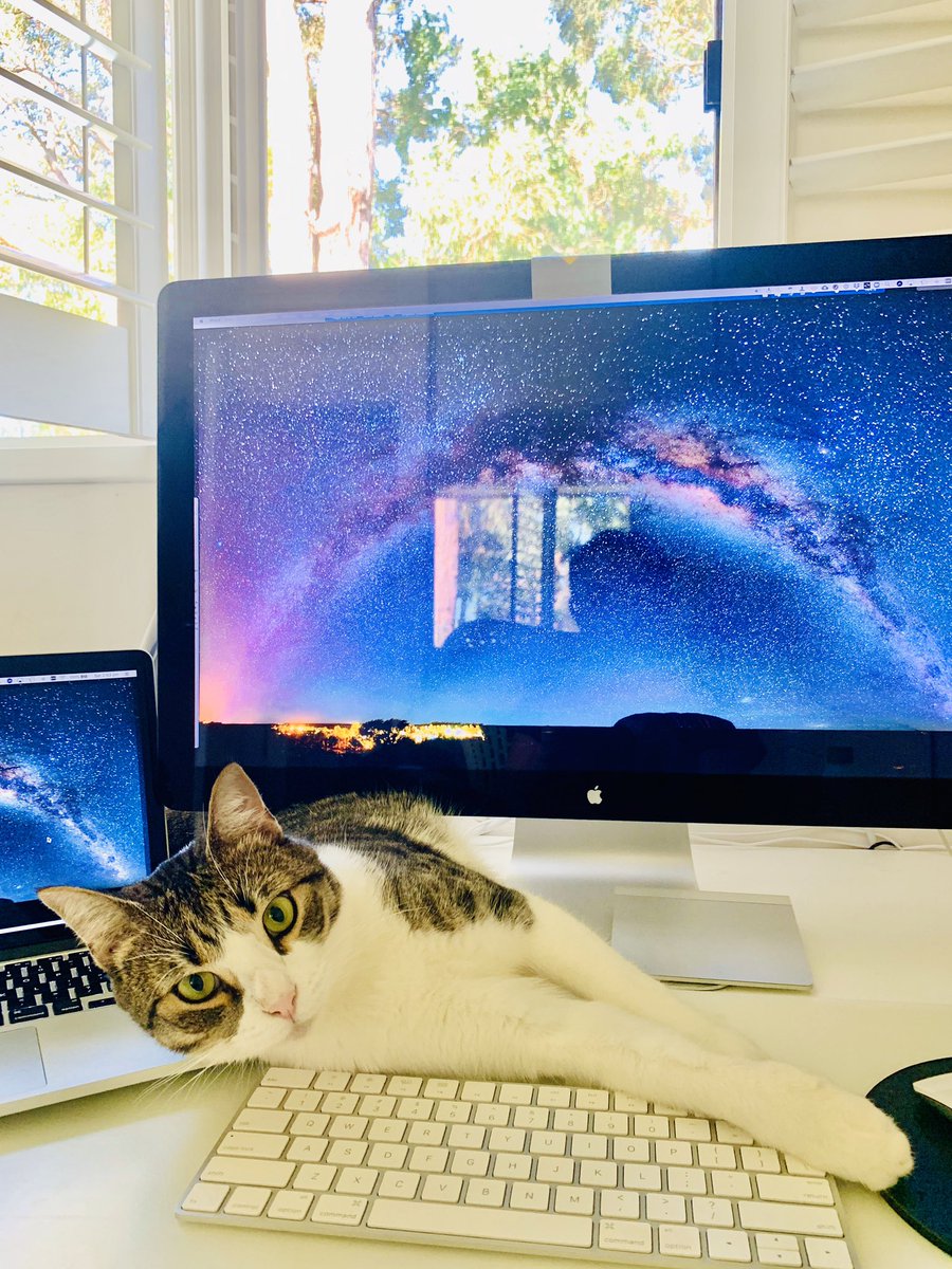 LilianaLaranjo's tweet photo. My extrovert coworker keeps interrupting me when he gets bored. 🙄 #introvertproblems #AusUniPetWars #PetsOfMQ @Macquarie_Uni #AcademicTwitter @AcademicChatter #AcademicChatter #wfh https://t.co/FX4X0813MH