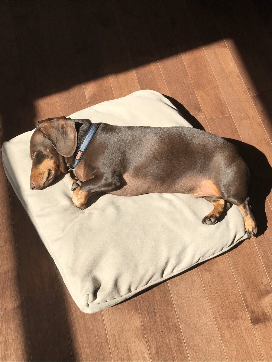 karen7788's tweet photo. @mollysausagero2 Sun puddling 🌞 https://t.co/wmcQjeGSuo