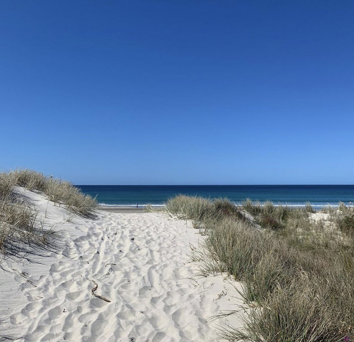 te arai beach! honestly the most beautiful white sand beach ever! this place is magical! 