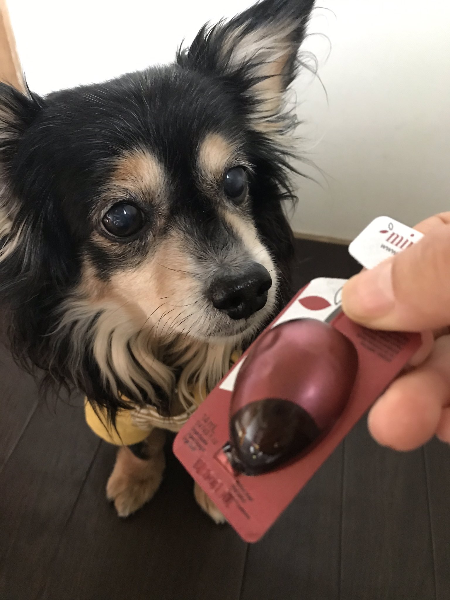 Yumi Rt Mitoma Eriko コストコのバルサミコ入りオリーブオイルを見てふと 犬 がぶどう中毒があるのは知られてるけど バルサミコ酢の原材料がぶどうで犬には危険なのを知ってる飼い主はどれぐらいいるんだろうと考える 犬には食べさせてはいけないもの