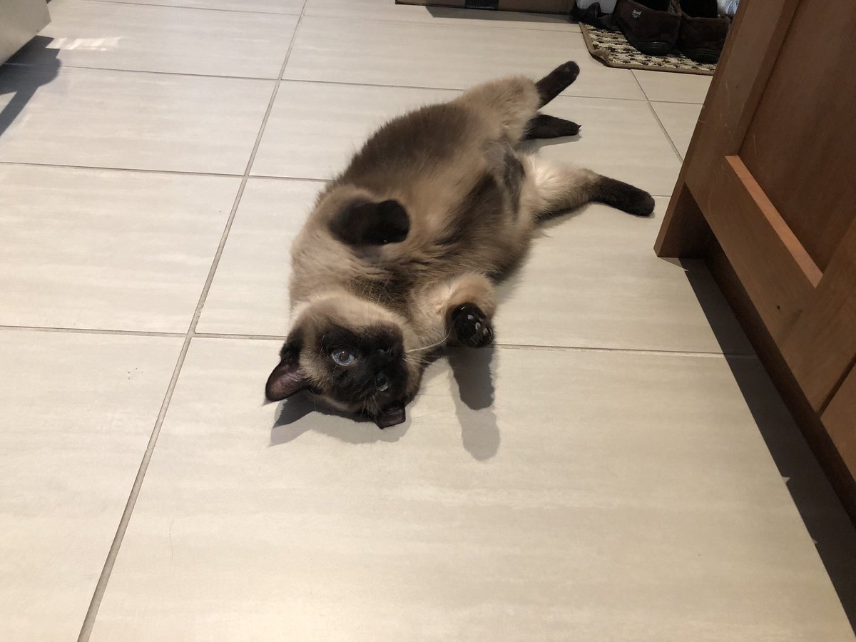 A chubby cat with black and grey coloring lying on her back with her paws waving around. Her breed is some kind of Siamese mix.