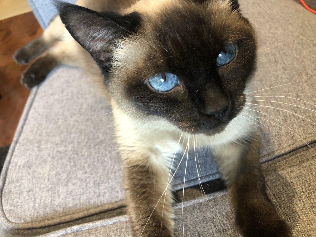 The cat lounging on the sofa looking into the camera with strikingly pretty blue eyes