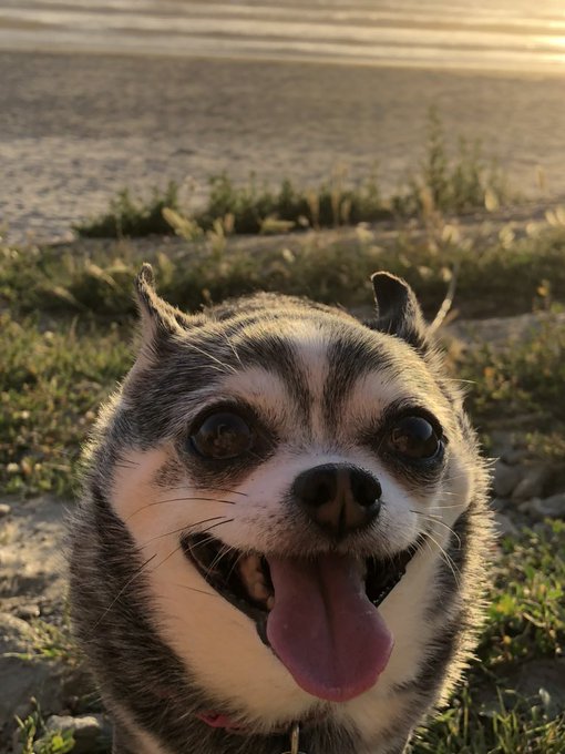 That&rsquo;s one happy chihuahua #EarthDay #Chihuahua https://t.co/mxLMcP3VWv<a href="/tag/earthday"class="tags">#EarthDay</a><a href="/tag/chihuahua"class="tags">#Chihuahua</a>