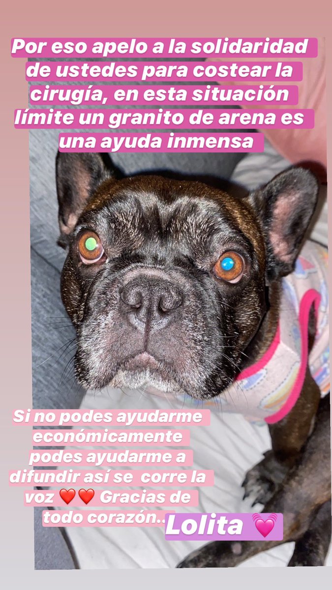 Por favor ayúdenme a compartir!  🙌🏻La gorda la rescató una amiga y necesitamos ayuda para operarla y que pueda volver a caminar