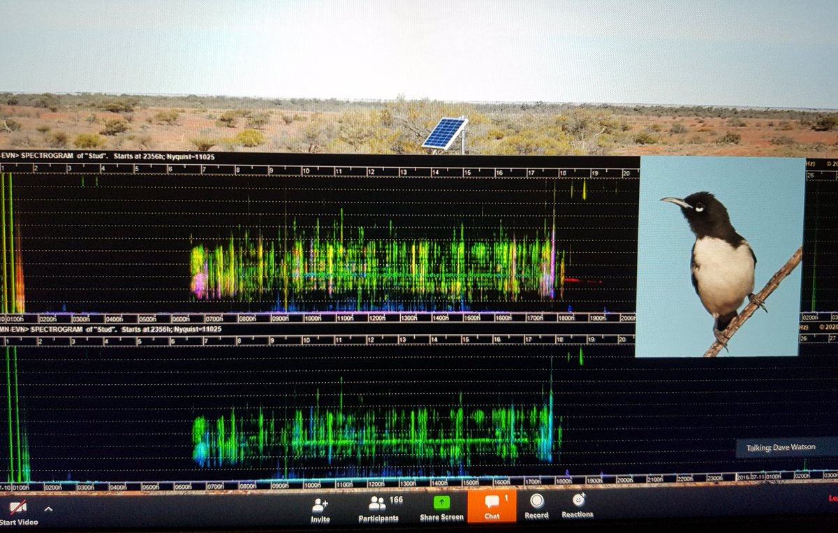 AndrewGeschke's tweet photo. Inspiring stuff from @D0CT0R_Dave on the power, application and future of acoustic monitoring. Really excited what this data will do for conservation in the next decade. Thanks @SWIFFT01 for another set of brilliant talks. #SWIFFT https://t.co/xc82KYttS5