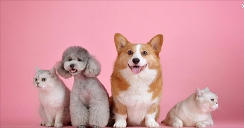 OMS da las siguientes recomendaciones para el cuidado de las mascotas frente al COVID-19 bit.ly/2zqJ0i1