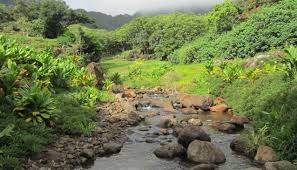LYPerng's tweet photo. Hawai'i is the invasive species capital of the world! @cldemattos  will be characterizing the degree of invasions at @papahanakuaola and assessing the effect of invasives on native plants. @NREM_UH 
https://t.co/MP3Wqq9vlf https://t.co/OzMgK9Surt