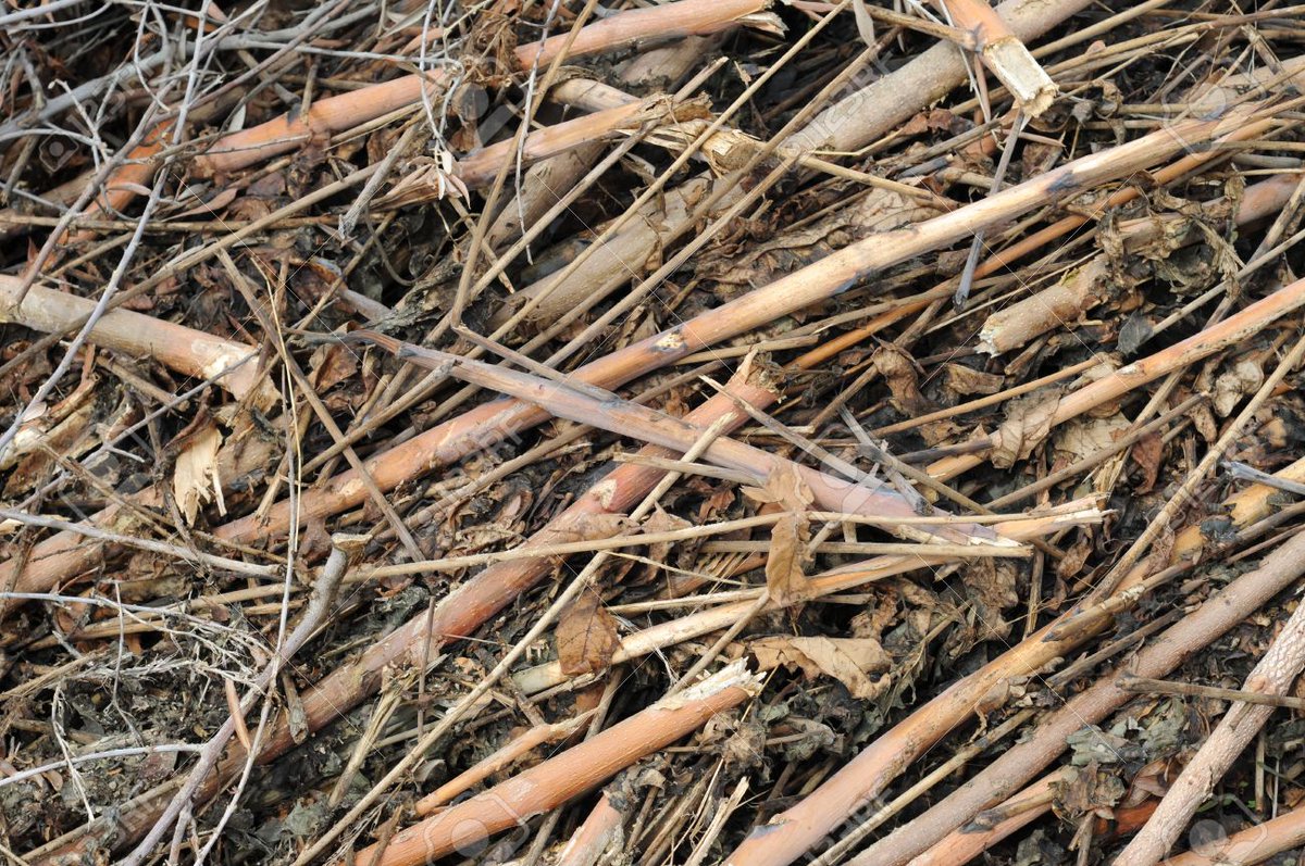 GirlsDoSTEAM's tweet photo. Happy #EarthDay! Sticks - Go for a walk in your neighborhood. Find 9 sticks to see how many triangles you can create using the 9 sticks. Visit https://t.co/y56H7grKW8 to order your copy now! All funds go toward funding STEAM programs in underrepresented schools. #steam #nature https://t.co/bapRhtgQJH