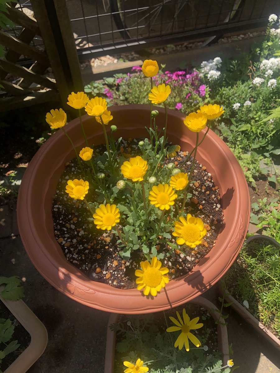 Hippo ヒッポ 庭のプランター しかし菊科の子は強い ちゃんと手入れもしないのに毎年咲いてくれるマーガレット コピアも盛りですなークリサンセラムもガンガン開花中 後で切らせて貰ってワンコに供えよう
