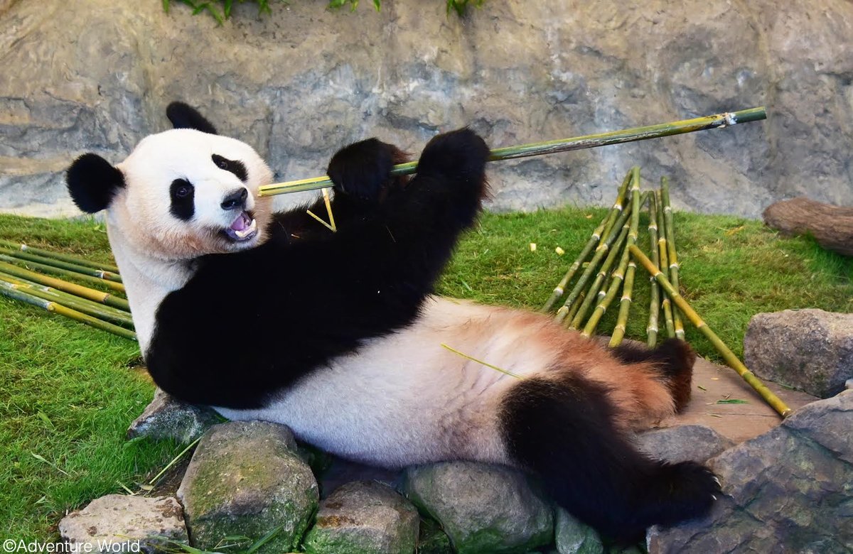 アドベンチャーワールド 公式 アドベンチャーワールド ジョリーグッド Vrで笑顔を Sdgsのための共同事業体 Smilevr コンソーシアム 設立 社会的ハンディキャップをもった方へsmile創造事業をスタートいたします 詳しくは T Co Nkwxhgddze