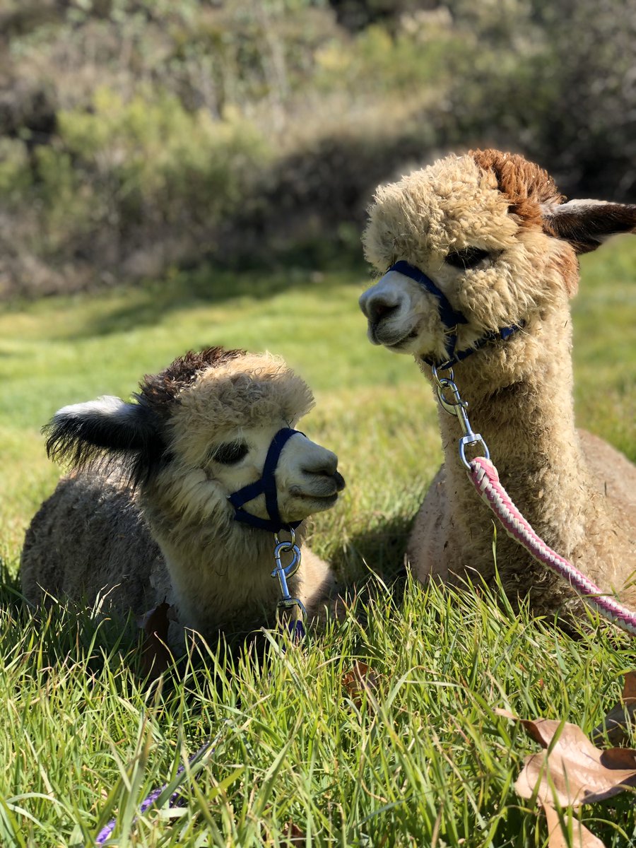 doublesamfarms's tweet photo. Happy #EarthDay!!! #alpacas are one of the greenest animals on the planet! They produce more fleece than sheep, have more effective eating and drinking habits than other grazing animals, and the fleece doesn’t require chemicals making the processing extremely green. https://t.co/0ZWe68q00a