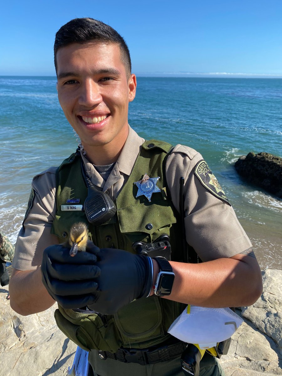 SantaCruzPolice's tweet image. Happy 🌎 Earth Day!
Today we had an successful rescue operation involving Ranger Borg &amp;amp; a 🦆family in distress. Mama duck was up on the cliff - separated from ducklings her on the rocks below &amp;amp; one lil' ducky left behind on the beach. #EarthDay  #makeadifference🌼🦆 🌻🌿🌊🌲🐿