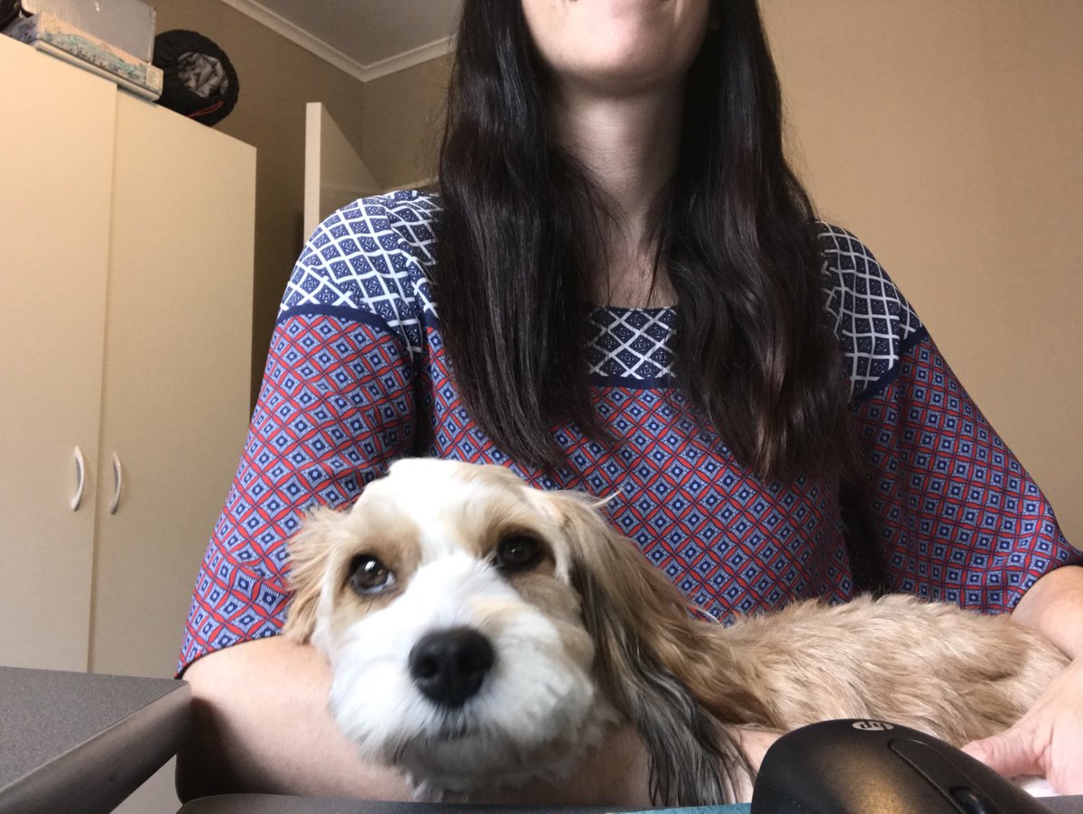 jilldaynz's tweet photo. Nikau can’t usually join me for Council meetings. Working from home has many upsides. #doingthemahi https://t.co/PCOKzflKYd