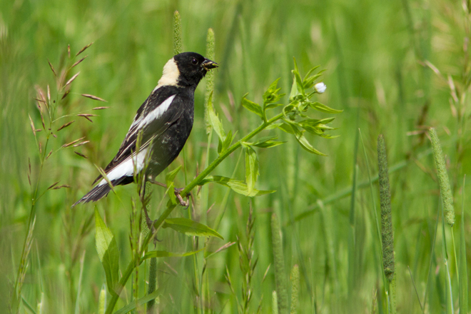With 3 billion birds gone from the lansdcape, the work of Quail Forever is more important than ever bit.ly/3eKJC1M  w/ @SageGrouseInit <a href="/pheasants4ever/">Pheasants Forever</a> #EarthDay2020 #EarthDay