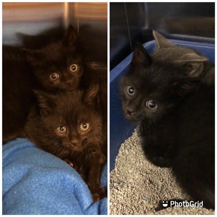 cobbkitties's tweet photo. ❤️RESCUE &amp; PLEDGES NEEDED❤️
Four little scared kittens need to be rescued and reassured everything is going to be ok. They are hissy but when you pick them up-they blink and relax. Can anyone help these deserving babies? (videos in comments)
*Goal is $40… https://t.co/v1ThXUQlcE https://t.co/pwSwS27b1h