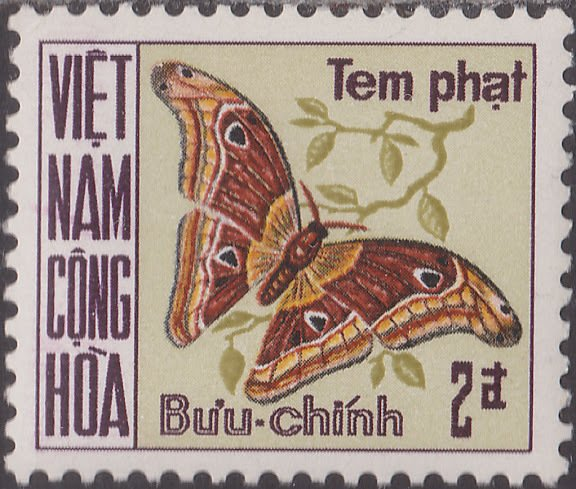  @cecileblackmore Atlas moth! Vietnam c. 1968