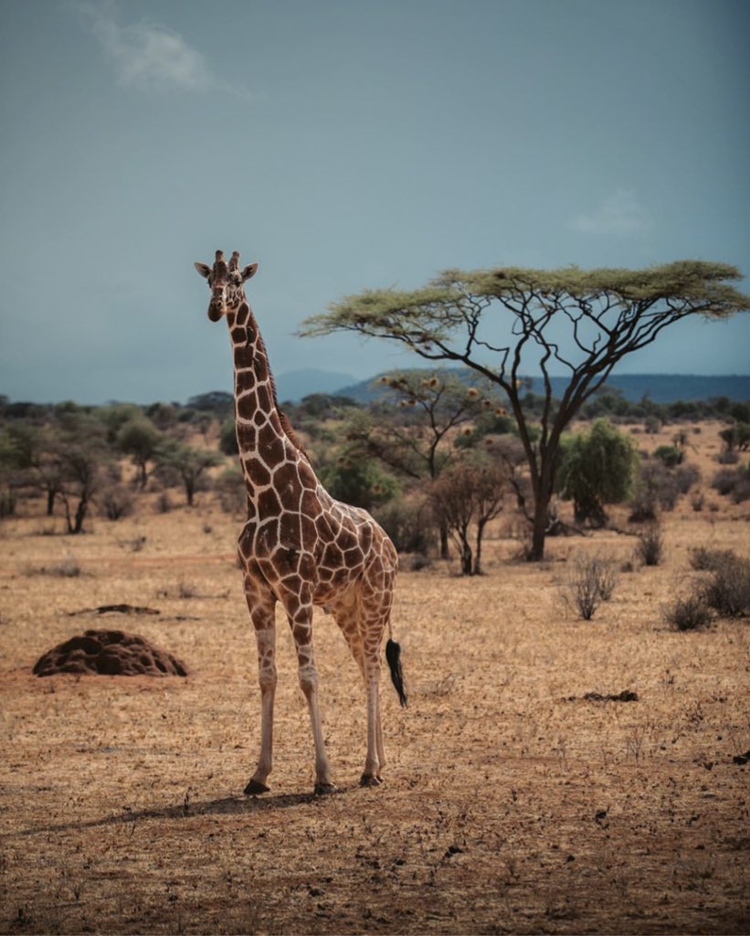 Today is Earth Day &amp; to celebrate we are running our annual Earth Day sale! Use code: Earth25 to get 25% off your Legend Bracelet order. Let’s remember to stay connected to earth and stand tall in the face of the unknown this year.🦒🌍 #earthday #legendbracelet #followyourlegend