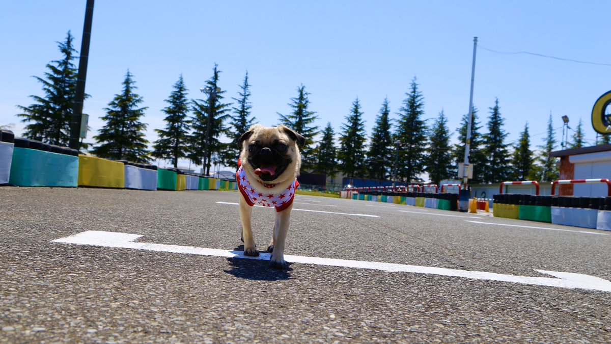 みんなのドッグラン 羽生牧場 公式 社長の愛犬もも Shimoyama Momo がドッグランの次はゴーカート場の方をパトロール中みたいです みんなのドッグラン 羽生牧場 公式 社長の愛犬もも Shimoyama Momo がドッグランの次はゴーカート場の方をパトロール中みたいです