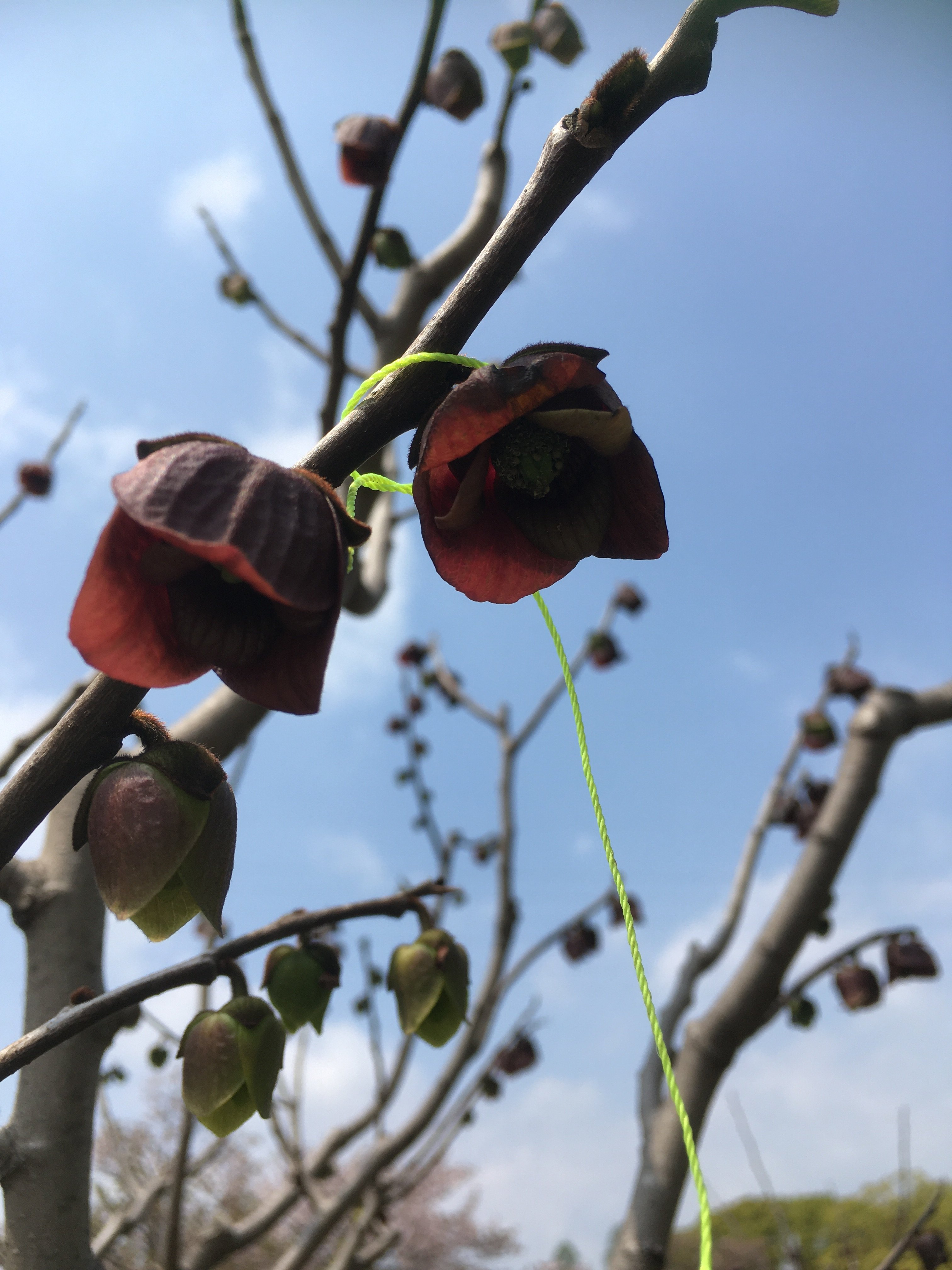 咲くやこの花館 Sur Twitter バンレイシ科のアメリカが原産のポーポー 何度も名前を叫びたくなる気持ちにさせてくれるこの植物 夏に実がなります ただいま黒い花にせっせと人工授粉中 森のカスタードクリームというだけあり 甘みがありクリーミーな味わいです