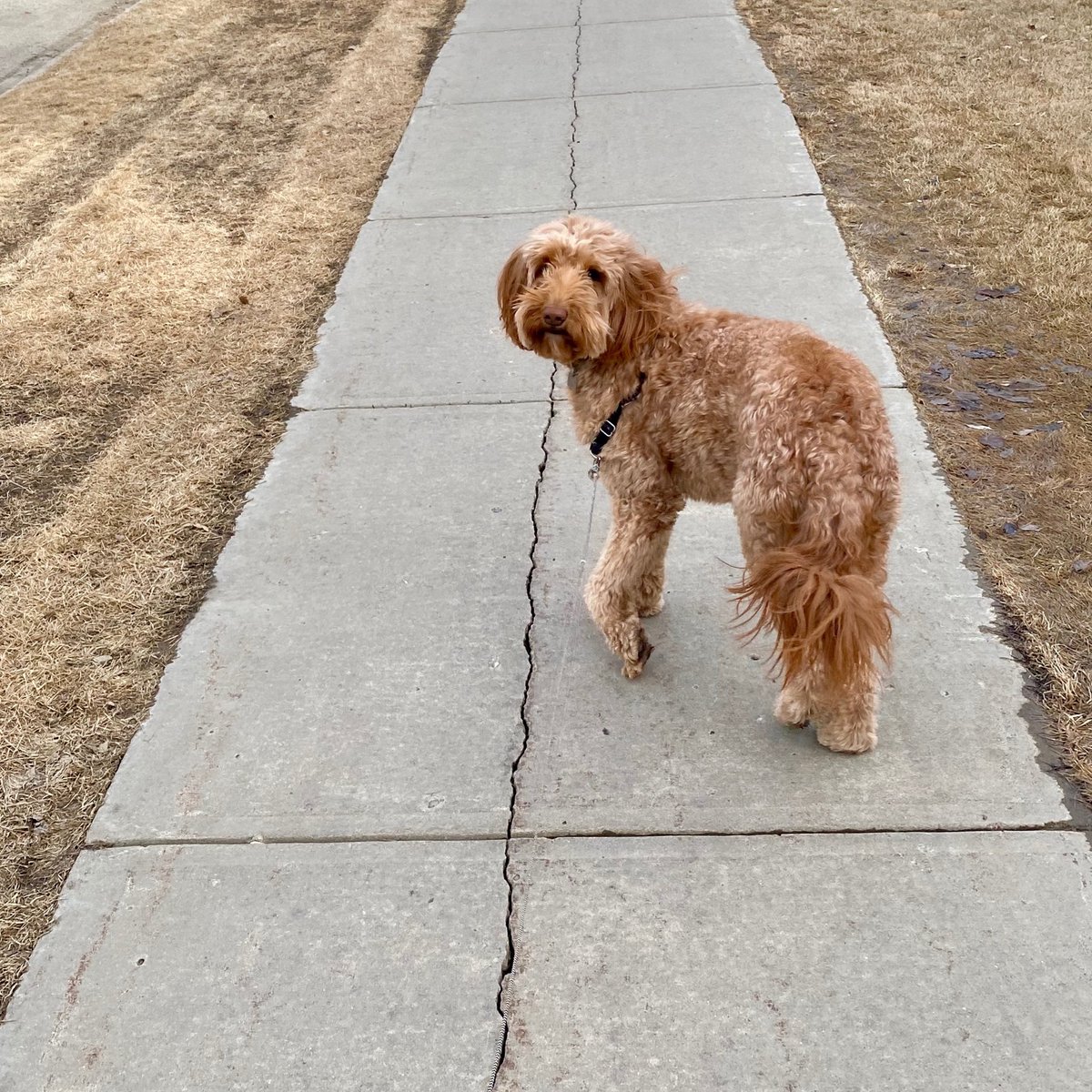 Mr. Willey(not pictured) being taken for a walk by Ruby as he powers down for earth day #bearsoutofhibernation