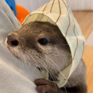 otter thread !!!