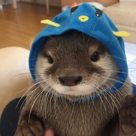 otter thread !!!