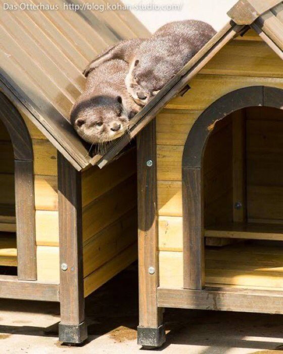 otter thread !!!