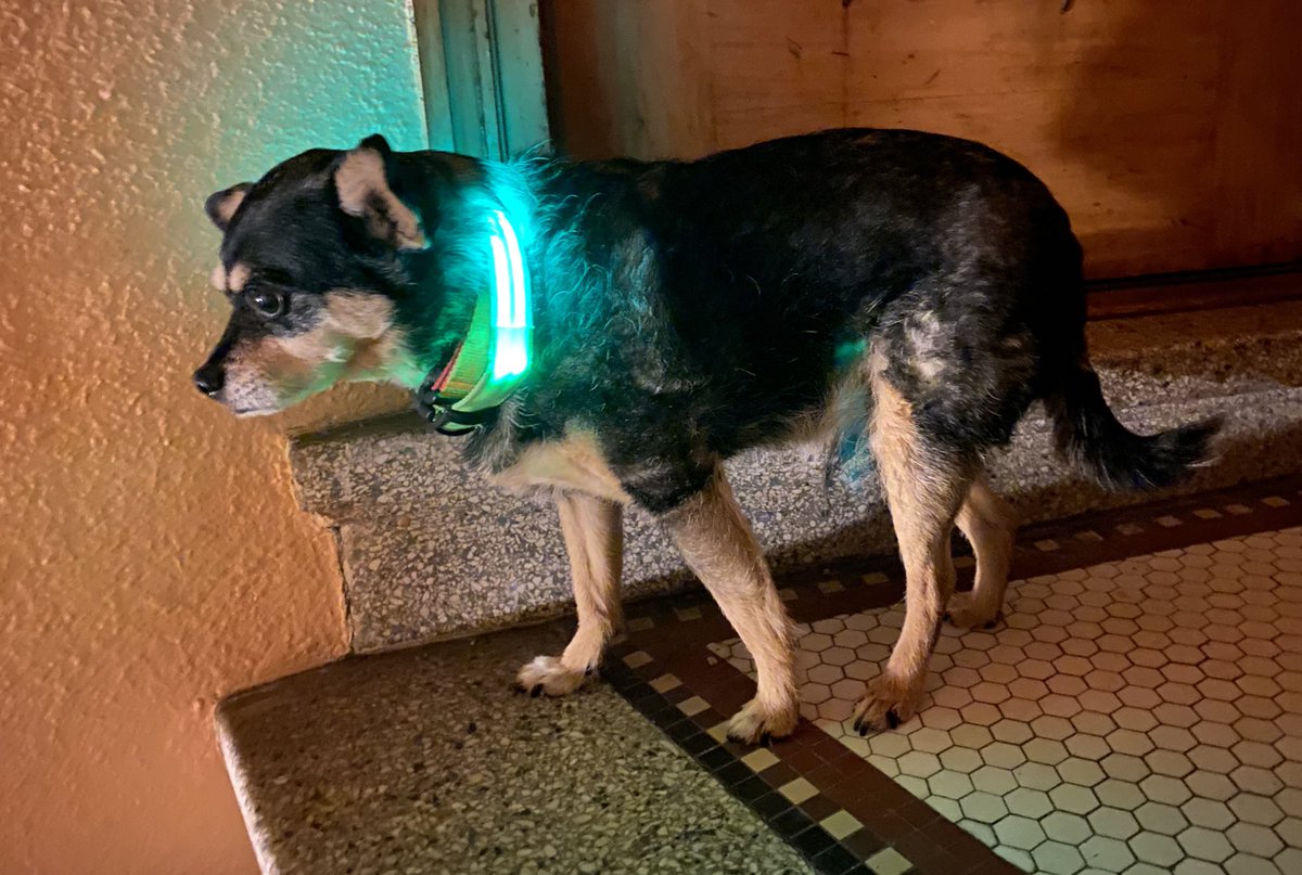 ember_dog's tweet photo. Before. I go. Outside at night. I take off the darkness. With my fancy collar. https://t.co/huVsEI414z