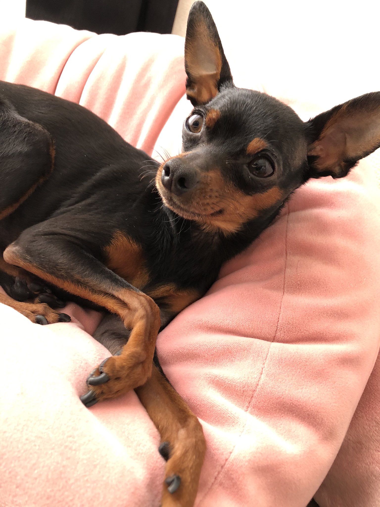 犬垢 超絶可愛いの撮れた ミニピン T Co Vepfcv5mhe Twitter