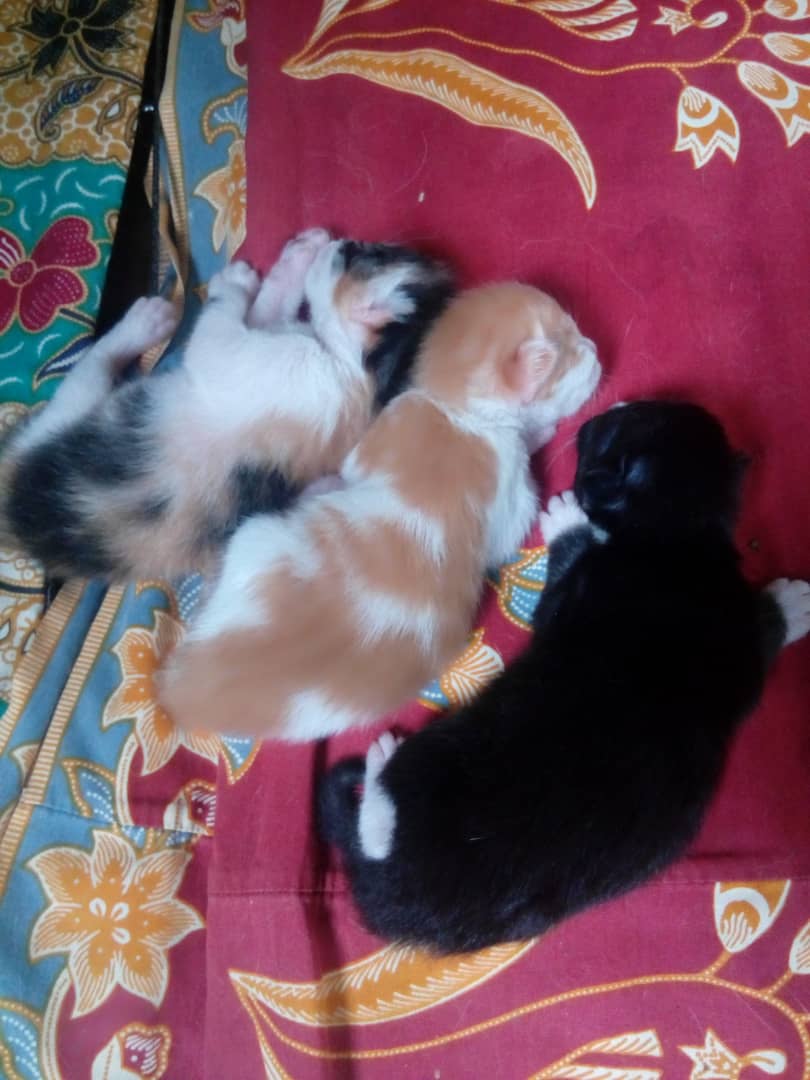 selcoueth's tweet photo. ( does anybody want kittens? uwu ) https://t.co/WLhCGfBNba