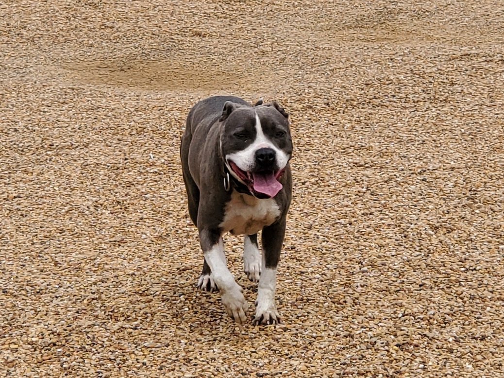 Fun day at the Park #pitbulllovers #dogpark #nino