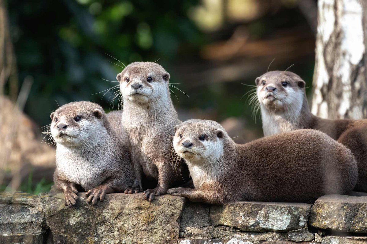 Climix as otters; a very necessary thread