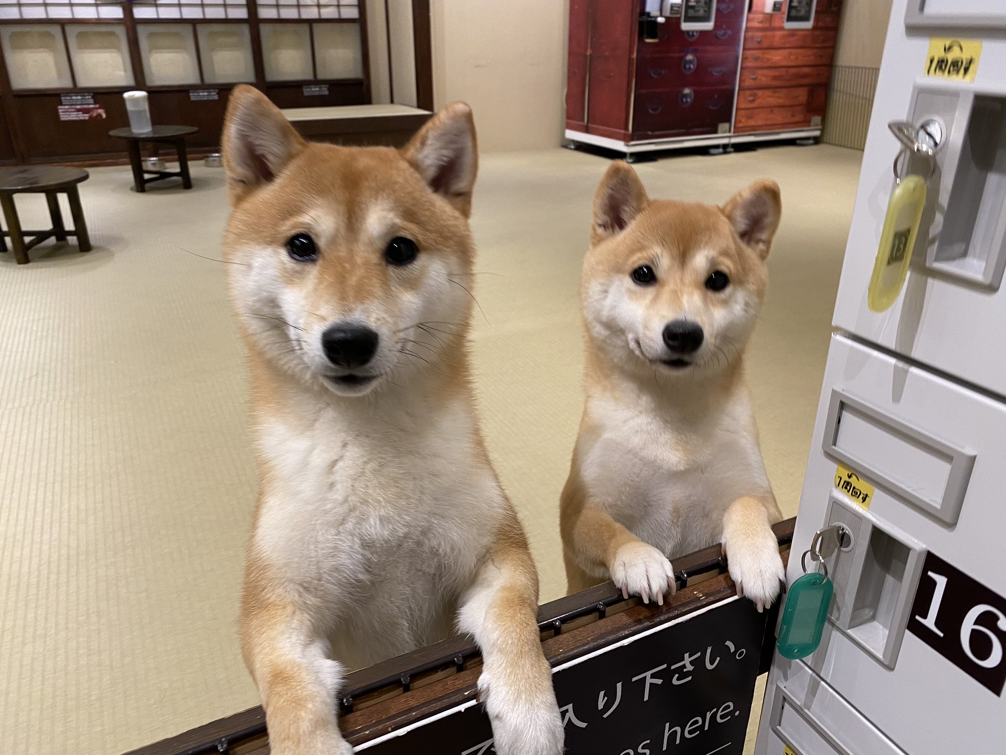 豆柴カフェ福岡 Twitter Search Twitter
