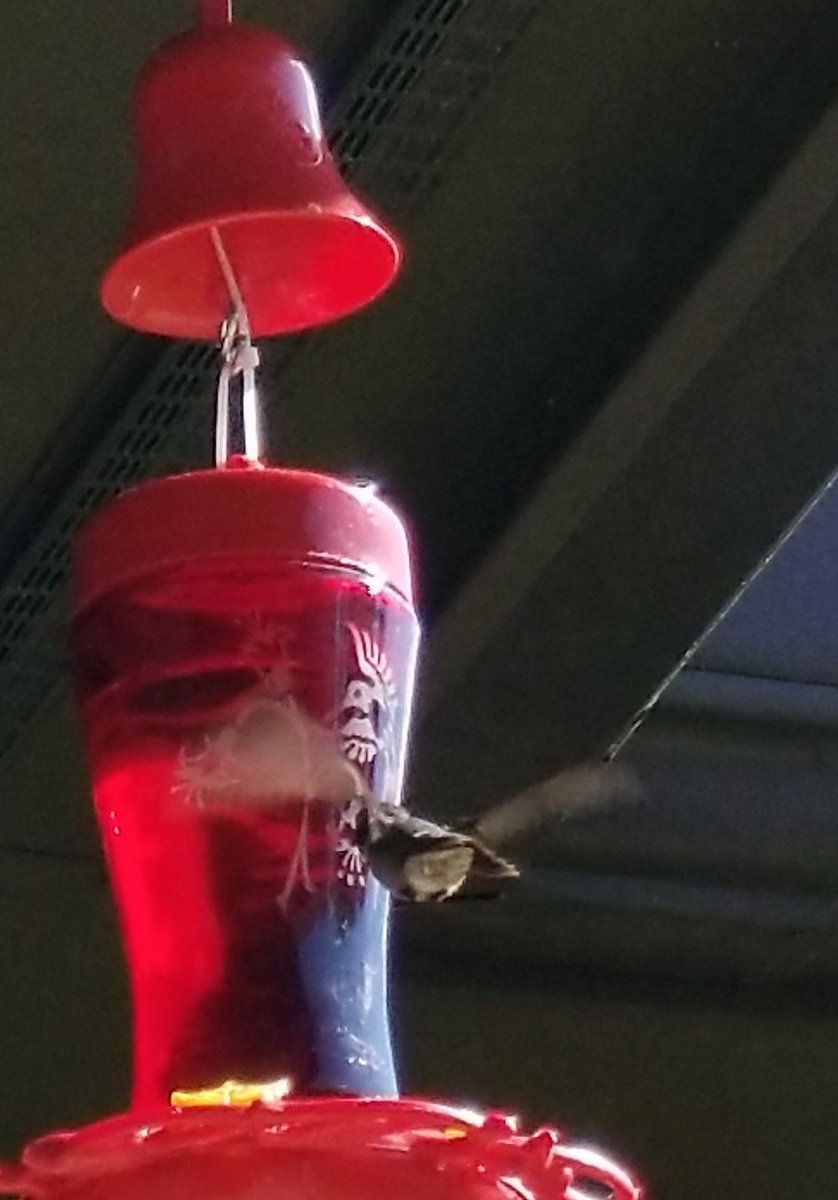 He waited until there was no motion on the porch... then flew to the feeder to look it over. Was it refilled? He could see the fluid through the glass...