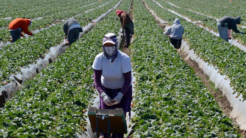 NEW: Republicans Shockingly Seek To Lower Farm Worker Pay To Help #Agriculture Industry. LINK: smartdissent.com/article/republ… #SmartDissent #EssentialWorkers #COVID19
